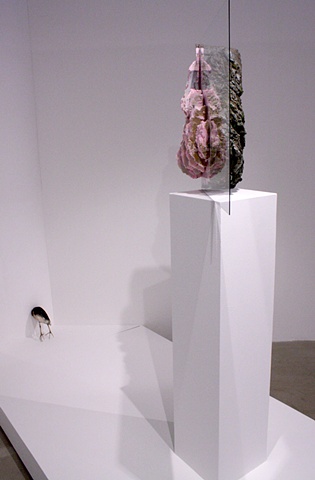joseph g. cruz art. birds, taxidermy, david harper, taxidermy, installtion, mirror, contemporary artist