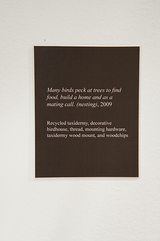 joseph cruz, bird house, taxidermy, natural history museum, diorama