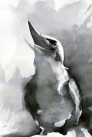 Laughing Kookaburra