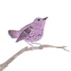 Purple Warbler