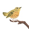 Yellow Warbler
