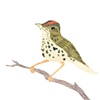 Ovenbird
