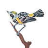Myrtle Warbler