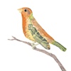House Finch in Orange