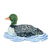 Common Loon