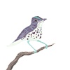 Teal Ovenbird