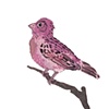 Purple Finch