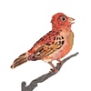 Autum Finch