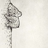 Koala II