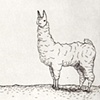 Llama II