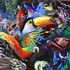 She Calls Her Featherd Choir
(or Bird Suit)
Detail