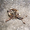 Photo Documentation  (Roadkill)