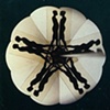 View through Trovascope, 1974