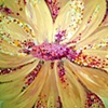 Mad About Saffron,
by Carol Turtness Newman, NC