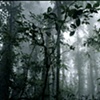 Cloud Forest, Monteverde, Costa Rica