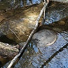 Hampshire Woods, Amherst, Massachusetts