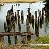 Pilings, Whidby Island, WA