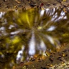 Star Burst, Adlai's Woods