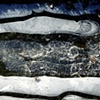 Ice Siskind, Hegewisch Marsh, Calumet area, Chicago
