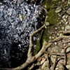 Black Pool, Robert Frost Trail, Amherst MA