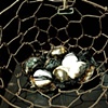 Century Eggs