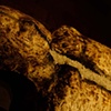 Salted With Fire (detail)