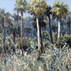 Merritt Island Palms