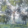 Live oak Tree #16