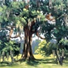 Laurel Oak Tree