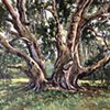 Serenity Oak 3
