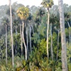 Fish Prairie Palm Hammock