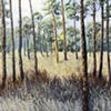 Piney Woods at Wekiva State Park