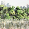 Merritt Island Palms