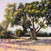 Cellon Oak