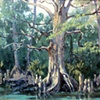 Bald Cypress at Spring
