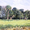 Rye Field Palms