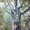 Tree Trunk