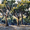 Red Cedar Trees