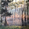 The Swamp