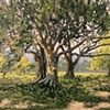 Fair Oaks Live Oak Trees