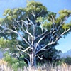 Red Cedar Tree