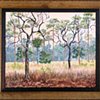 Scrub Oaks