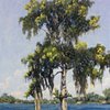 Bald Cypress Tree in Winter Park