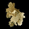 Shells