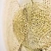 Radiant Burst (Detail)