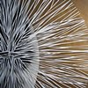 Sun Burst (detail)