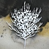 Sea Fan 2