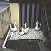 Swan Planters