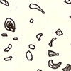 Flock