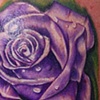 Purple Rose